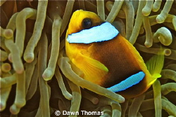 Anemone fish at home. by Dawn Thomas 